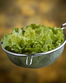 Lettuce in a sieve