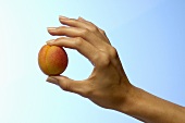 Frauenhand hält eine Aprikose