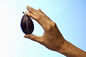 Woman's hand holding a damson