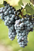 Merlot grapes on the vine