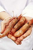 Hands holding three fresh prawns
