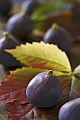 Fresh figs on vine leaves