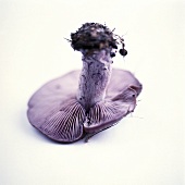 A Mushroom, Upside-down
