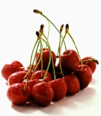 Many Red Cherries with Stems