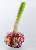 A Garlic Bulb with Stalk