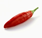 A Red Jalapeno