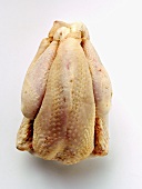 An Uncooked Chicken