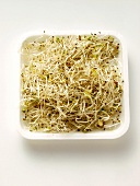 Alfalfa Sprouts in a Plastic Container