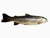 Fresh trout