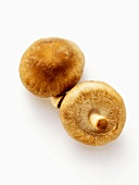 Two Brown Mushrooms