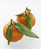 Zwei Orangen mit Stiel und Blättern