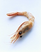 One Whole Shrimp