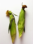 Two Ears of Corn