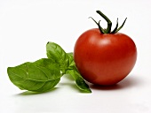 One Tomato with Fresh Basil