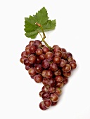 Rote Trauben mit Weinblatt