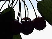 Cherries on a Branch with Water Drops