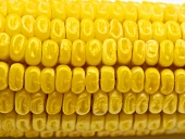 Corn on the Cob ( Close Up )