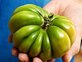 Hand hält grüne Tomate