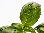 Fresh Basil Leaves