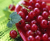 Redcurrants in a dish