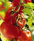 Rote Tomaten mit Wassertropfen an der Pflanze