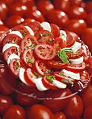 Platte mit Tomaten, Mozzarella und Basilikum auf Tomaten