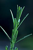 Close Up of Rosemary Sprig