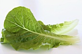 Cos lettuce leaves