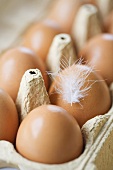 Eier mit Feder im Eierkarton (Nahaufnahme)