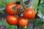 Ripe vine tomatoes