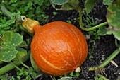 A single pumpkin on the plant