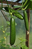 Cucumbers on the plant