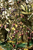 Black olives on a tree in Peruiga, Umbria, Italy