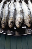 A plate of fresh sardines