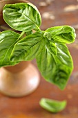 Basil leaves