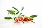 Red chillies with leaves