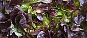 Batavia lettuce (macro zoom)
