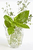 Basil and thyme in a glass of water