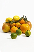 Various citrus fruits against a white background