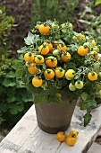 Yellow vine tomatoes in a pot in a garden