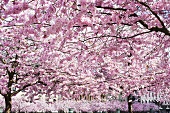 Blühende Kirschbäume im Park