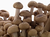 Fresh shimeji mushrooms (close-up)