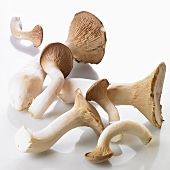 King trumpet mushrooms