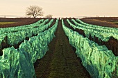Sweet wine grapes protected with netting in a vineyard in Illmitz, Burgenland