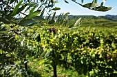Olivenbäume und Weinreben in Friaul, Collio, Italien