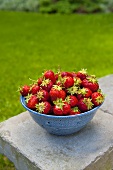 Frische Erdbeeren in Schüssel auf Gartentisch