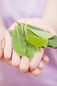 Hands holding bay leaves