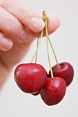 A hand holding cherries