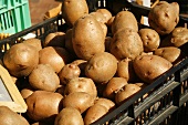 Fresh Organic Potatoes in Crates at Farmer's Market