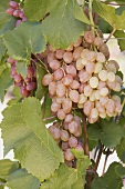 Rose wine grapes on a vine